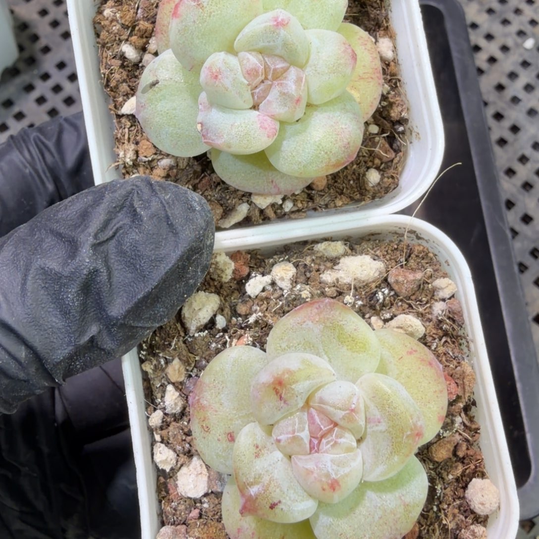 91 号到手1框江北多肉