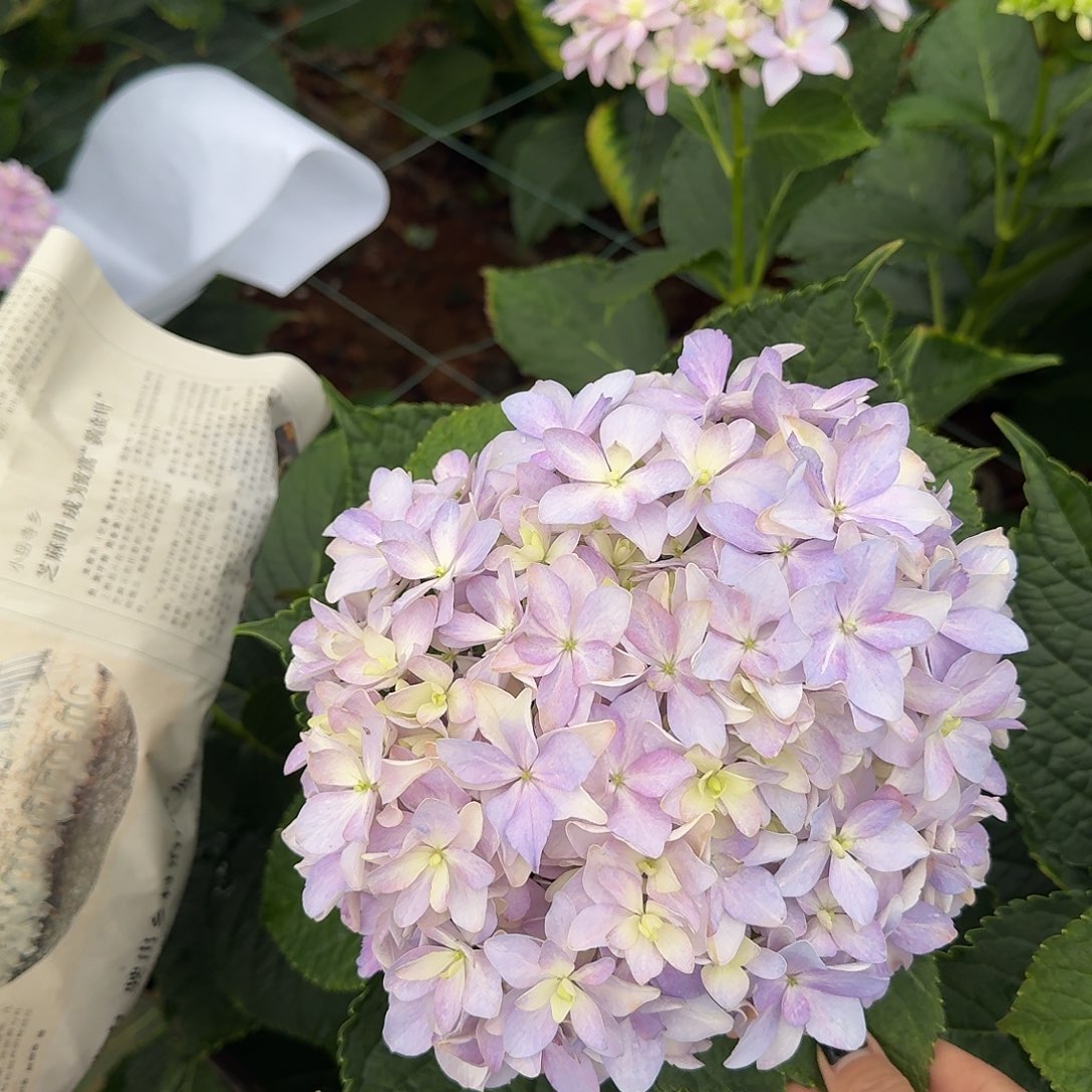 大部分花苞少量开放16