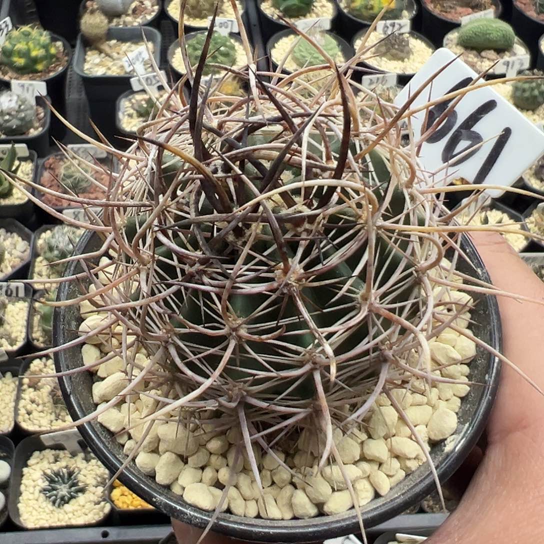 661林氏幻虾实生仙人球