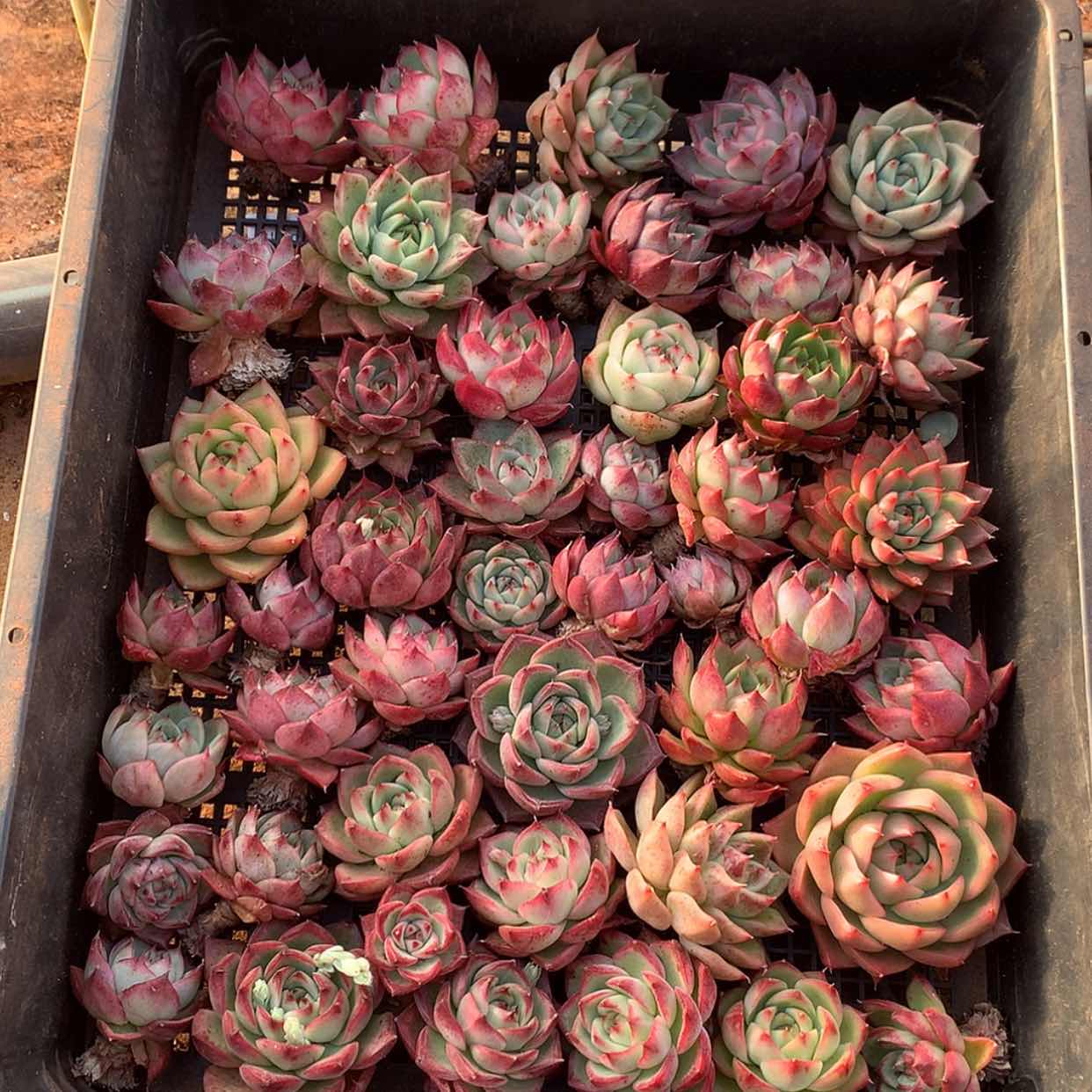 【闪购商品】云1086一筐40颗3到5厘米