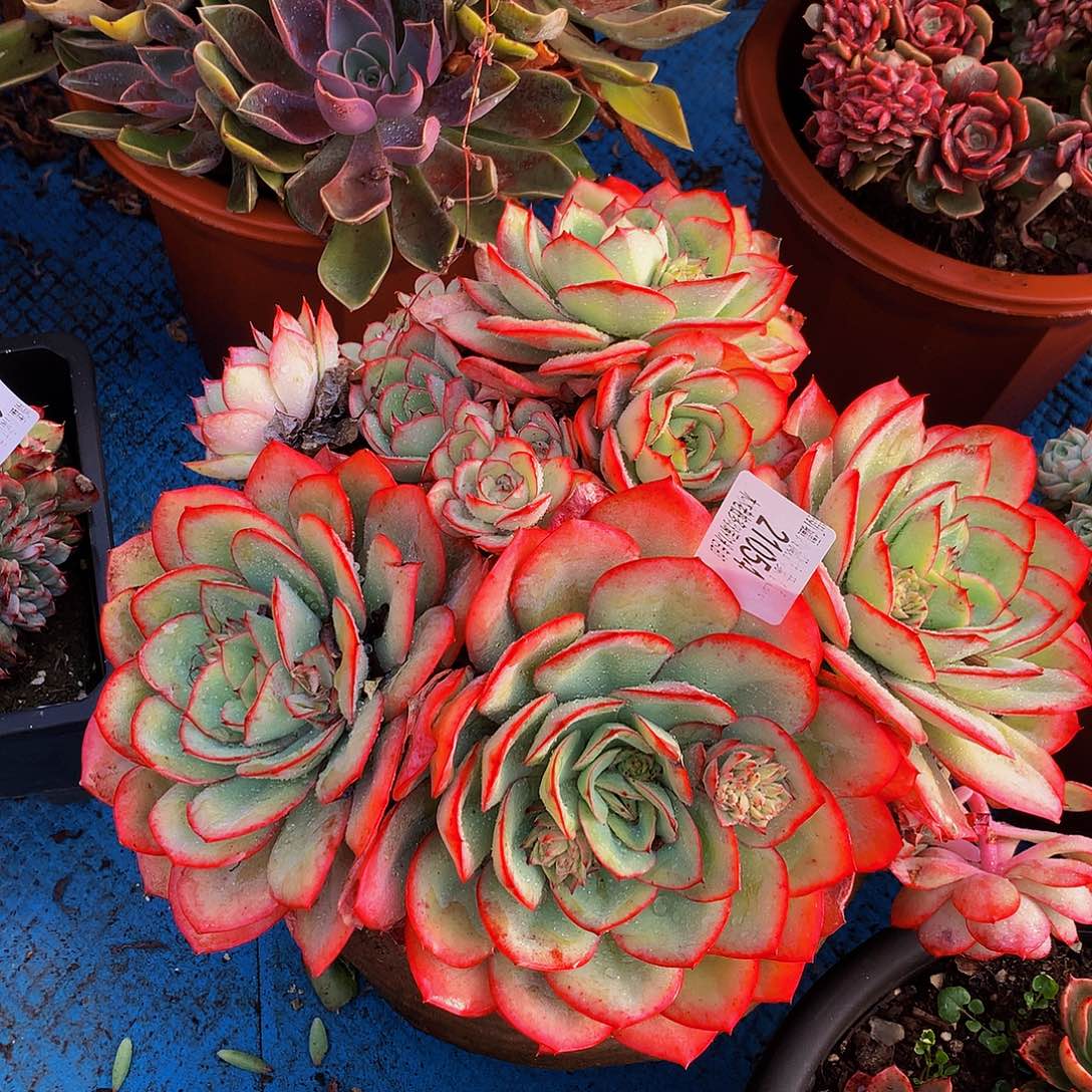 五***黑    牡丹亭多肉21054