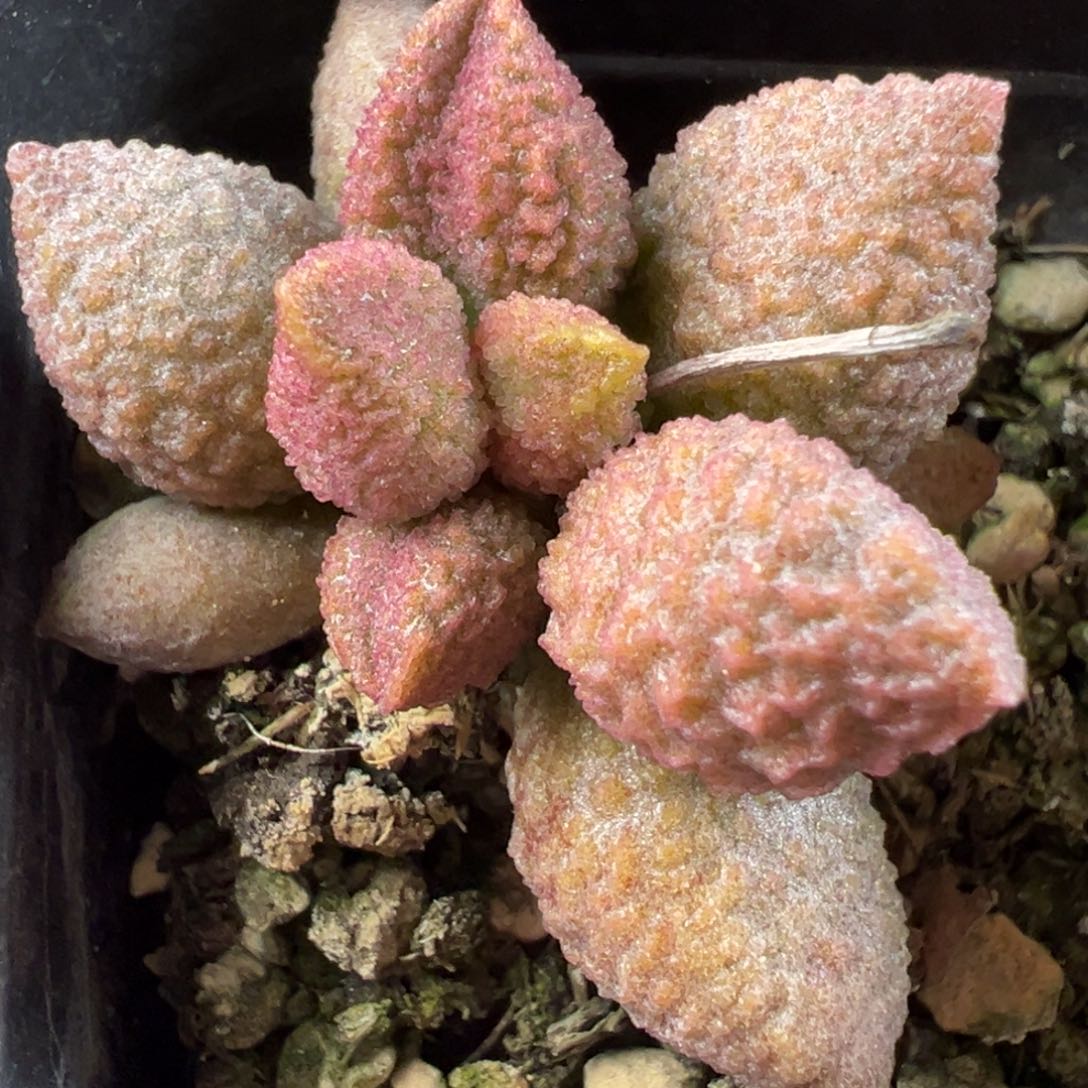 实生新品暗恋款多肉植物