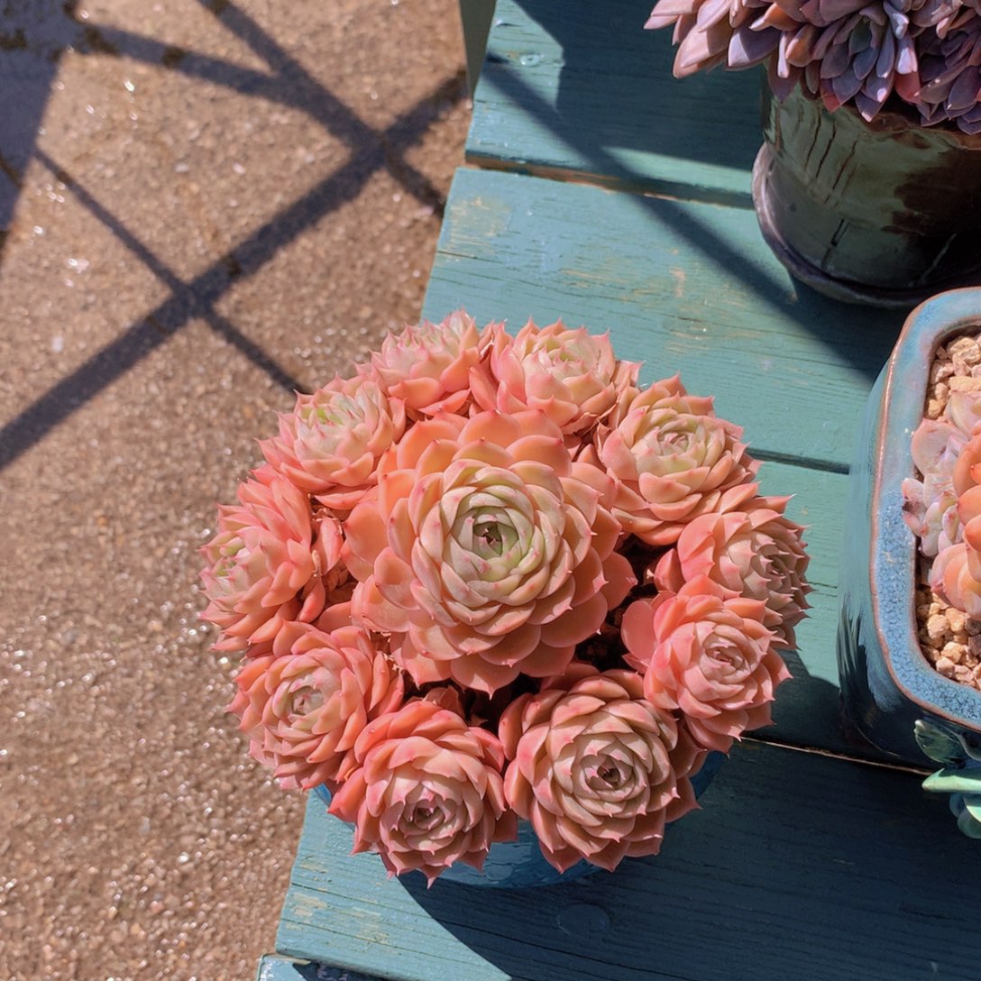 昂斯诺朵朵无砍自然群