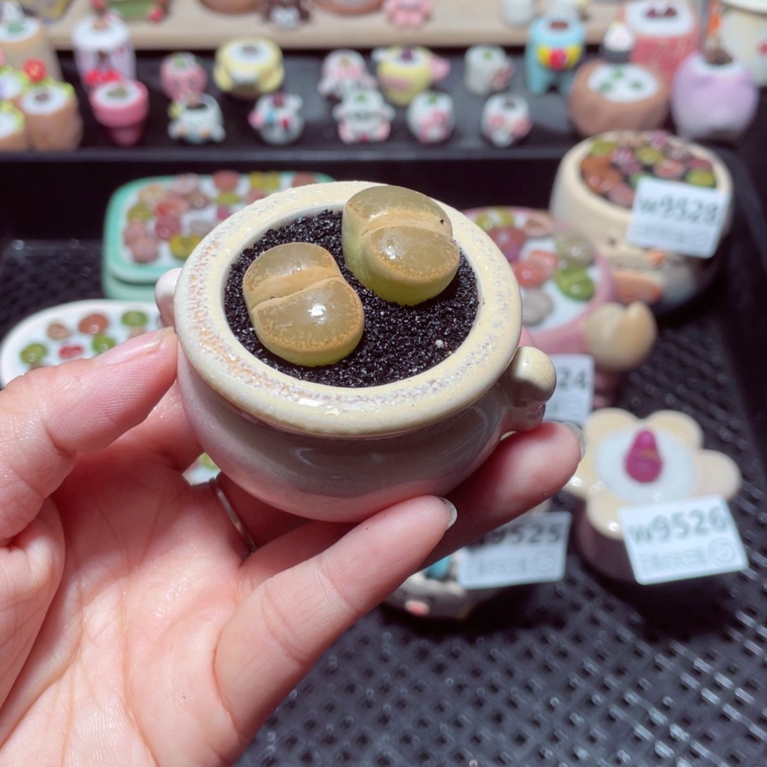 w9530 带盆土发货-零下地区拍保温箱