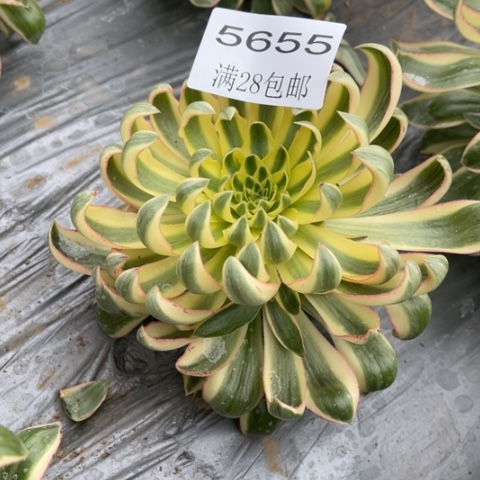 青莲多肉多多5655