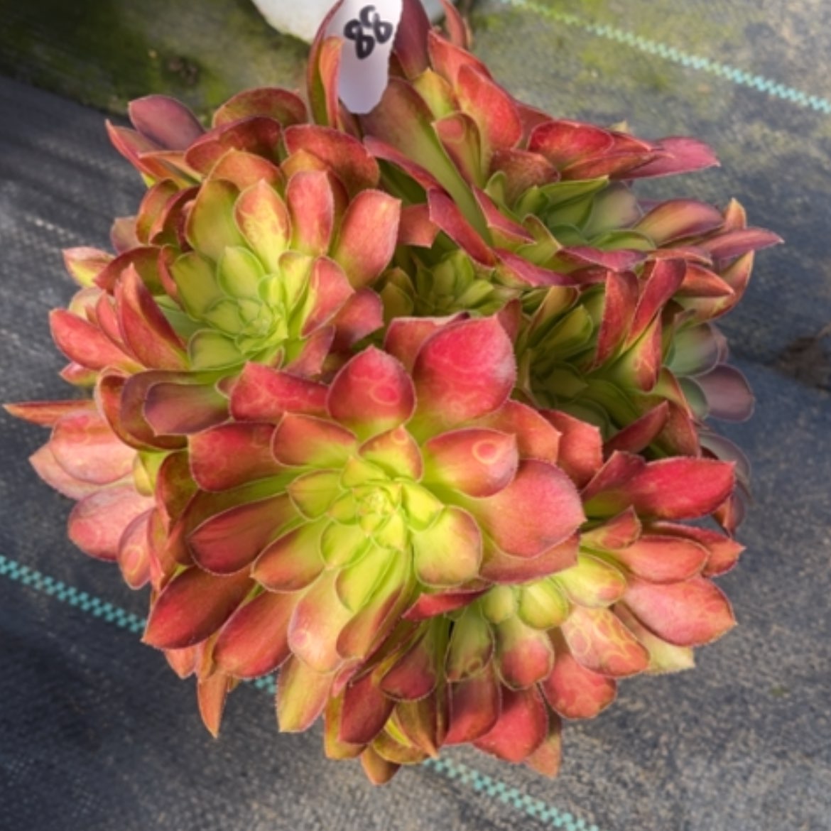 【闪购商品】88韶华多肉法师