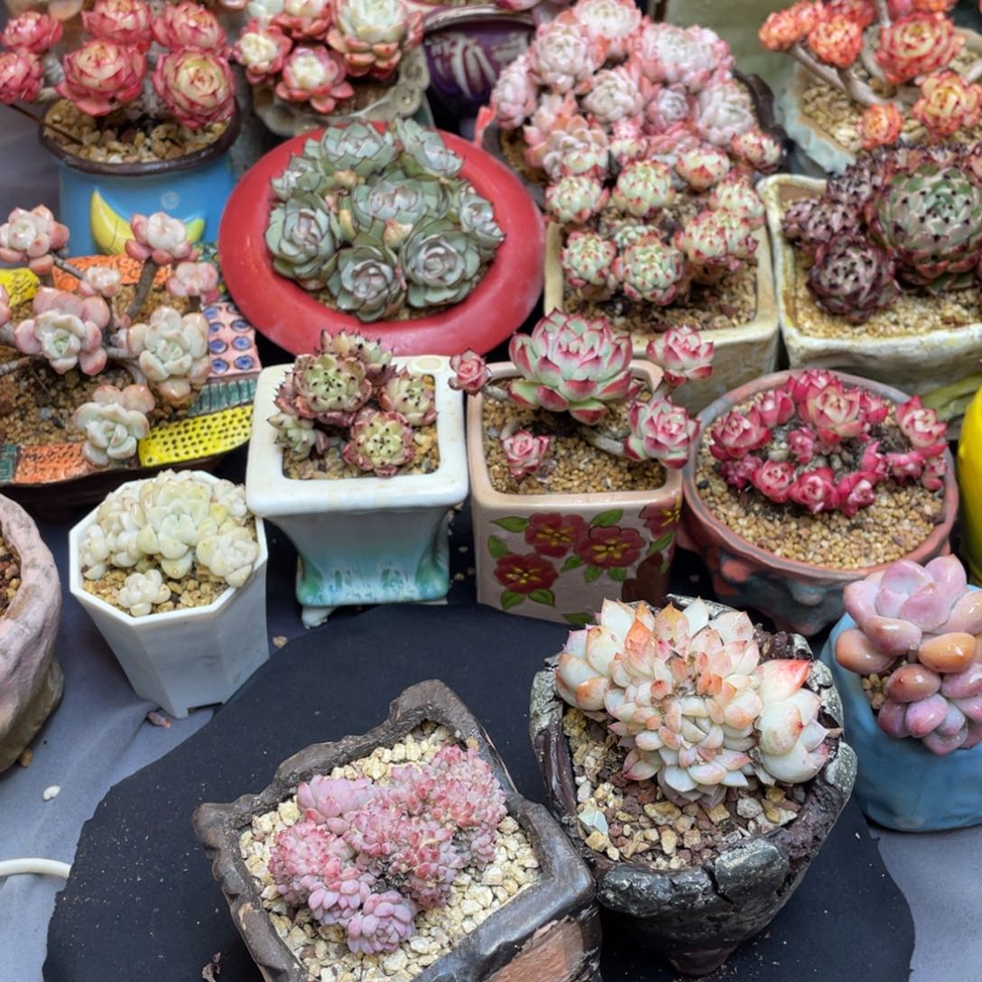 U***p莎莎女王朵朵带盆