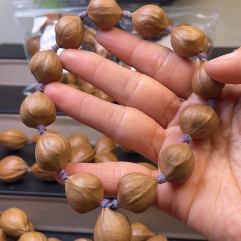 橄榄核手串/手链橄榄核18.8