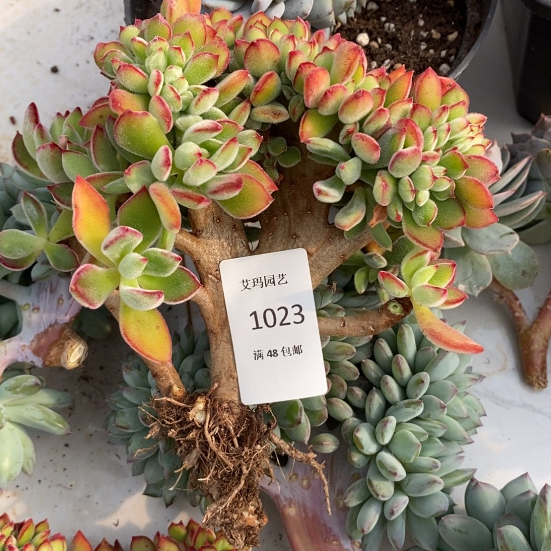 上***）兔儿缀化多肉多肉023