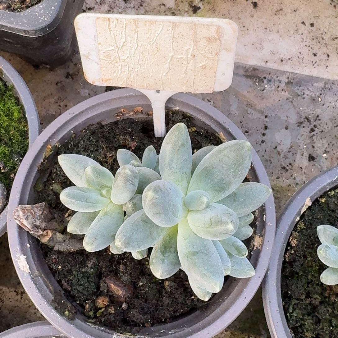 乌拉奶12345678910011