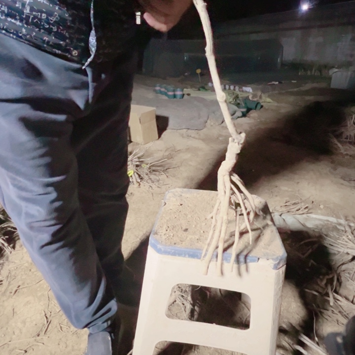 当前无花栽培后可以开花姚黄