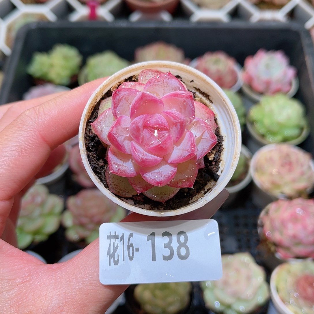 花利美16-138新品