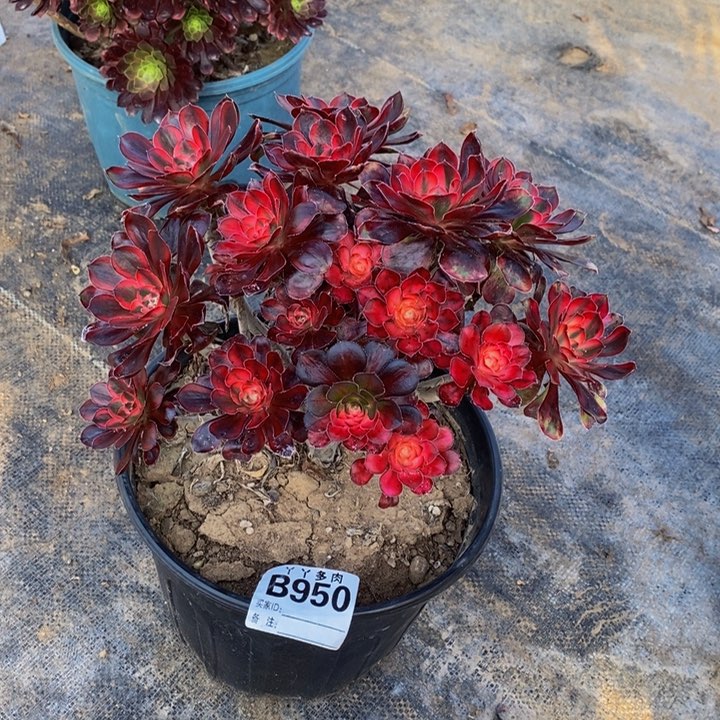 爱*糖多肉法师香奈儿950