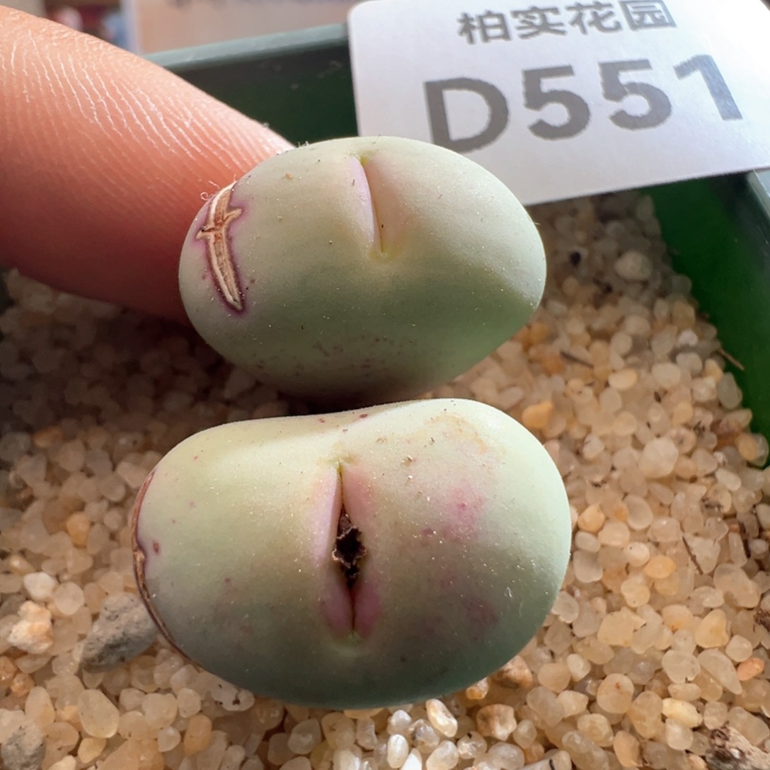 551。棚主自留PV1014大型SUB 大嘴