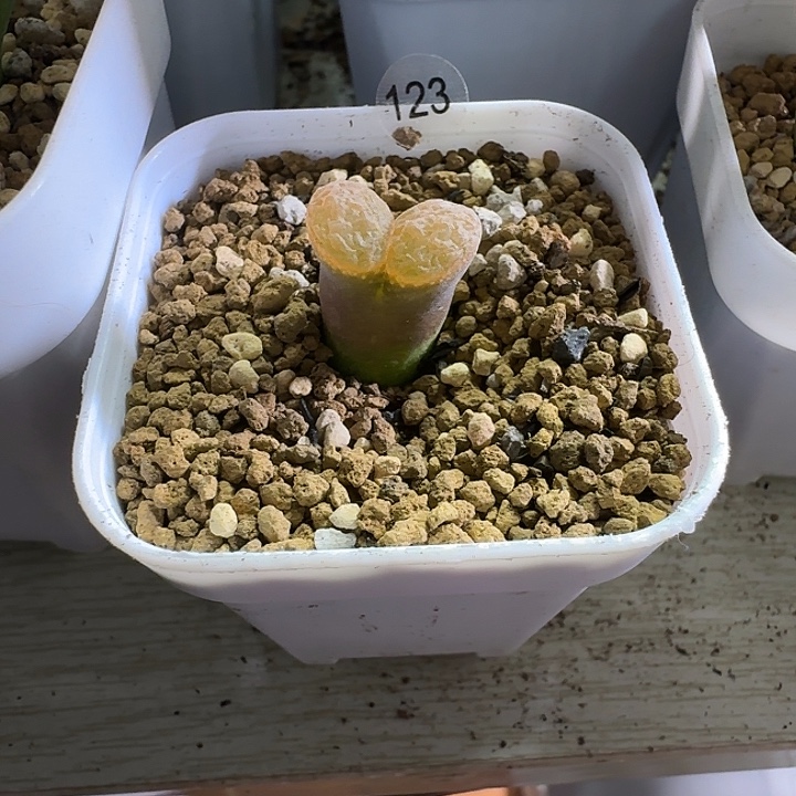 是****多肉..........123......