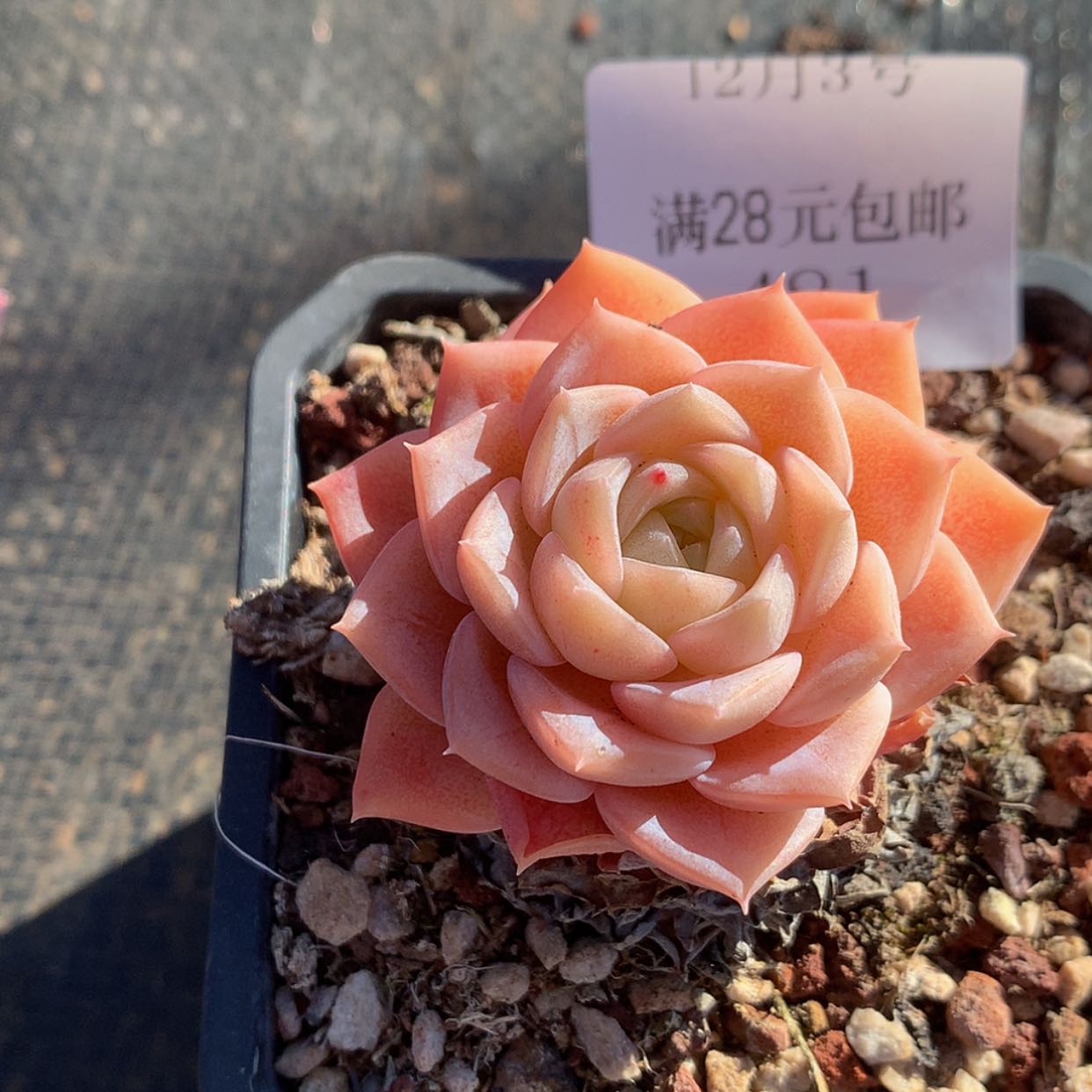 【闪购商品】得**?云481号