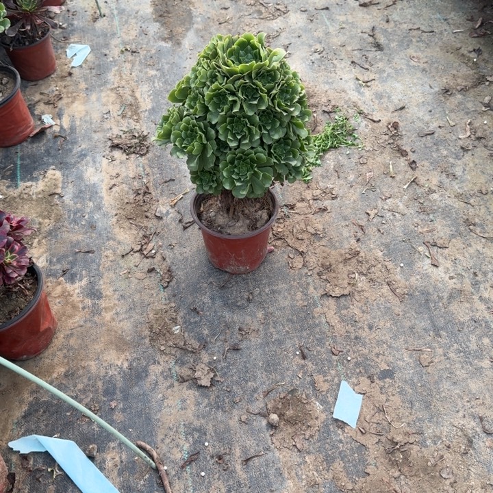 一单包邮不包侧枝28