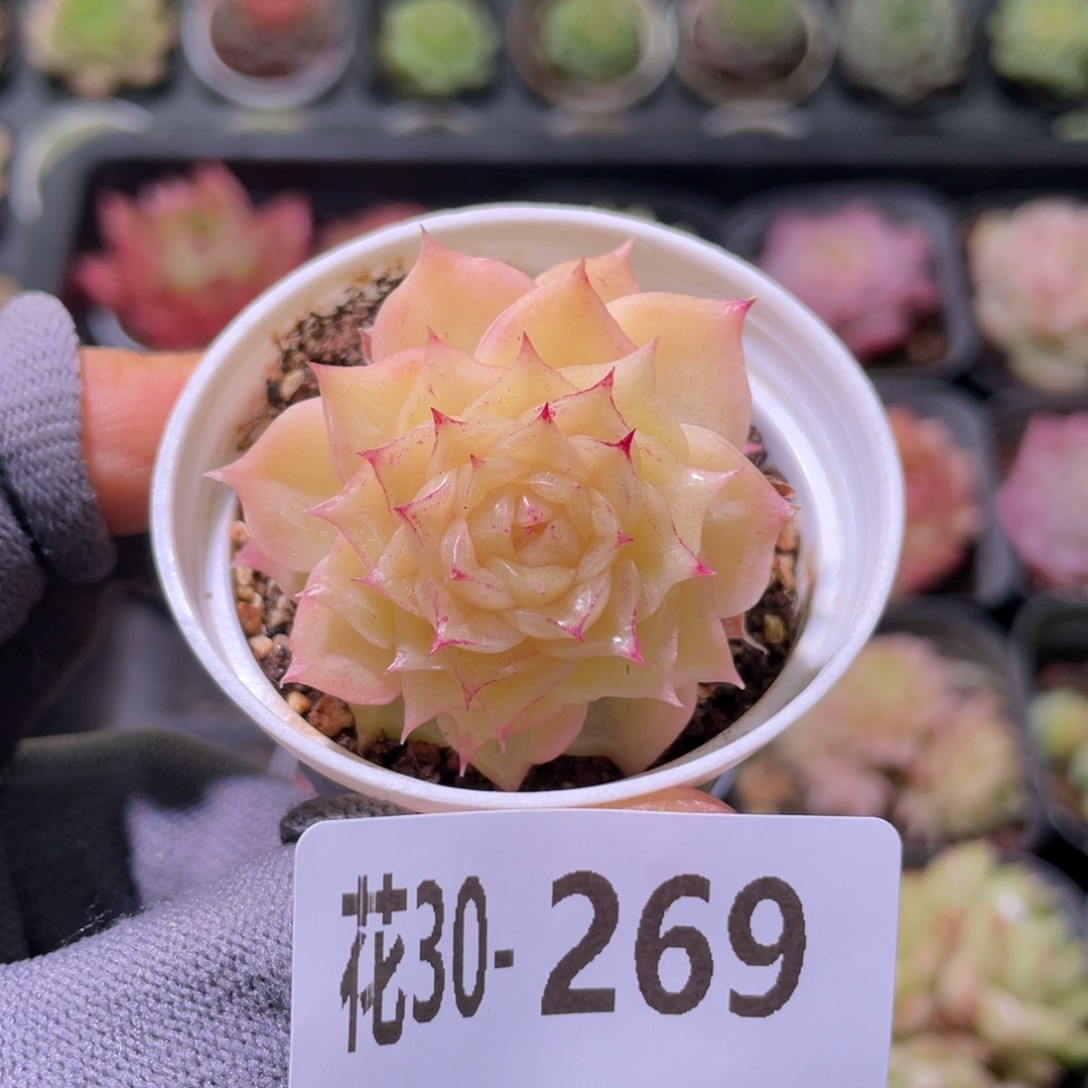 花利美30-269麦秆