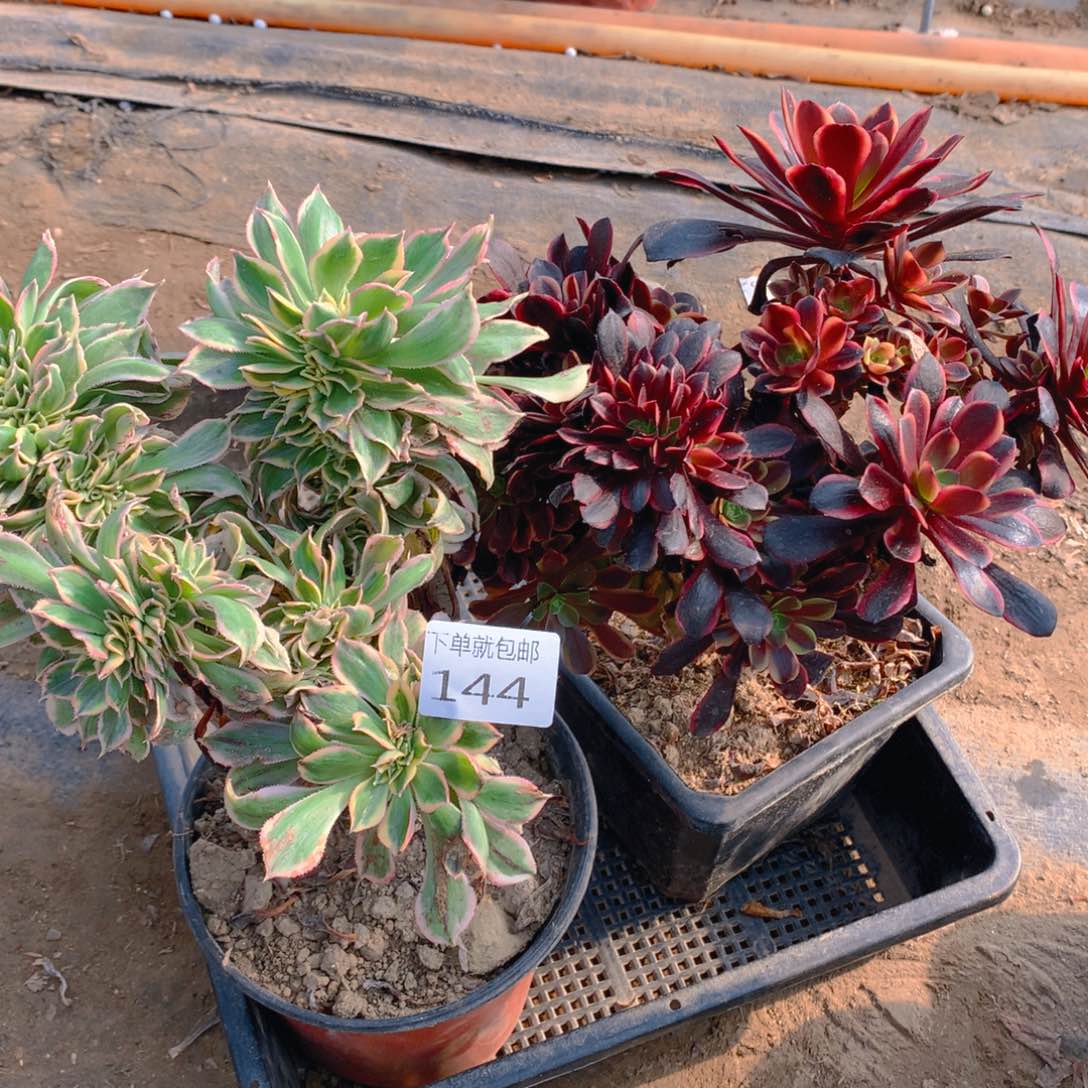 144法师组合老桩多肉