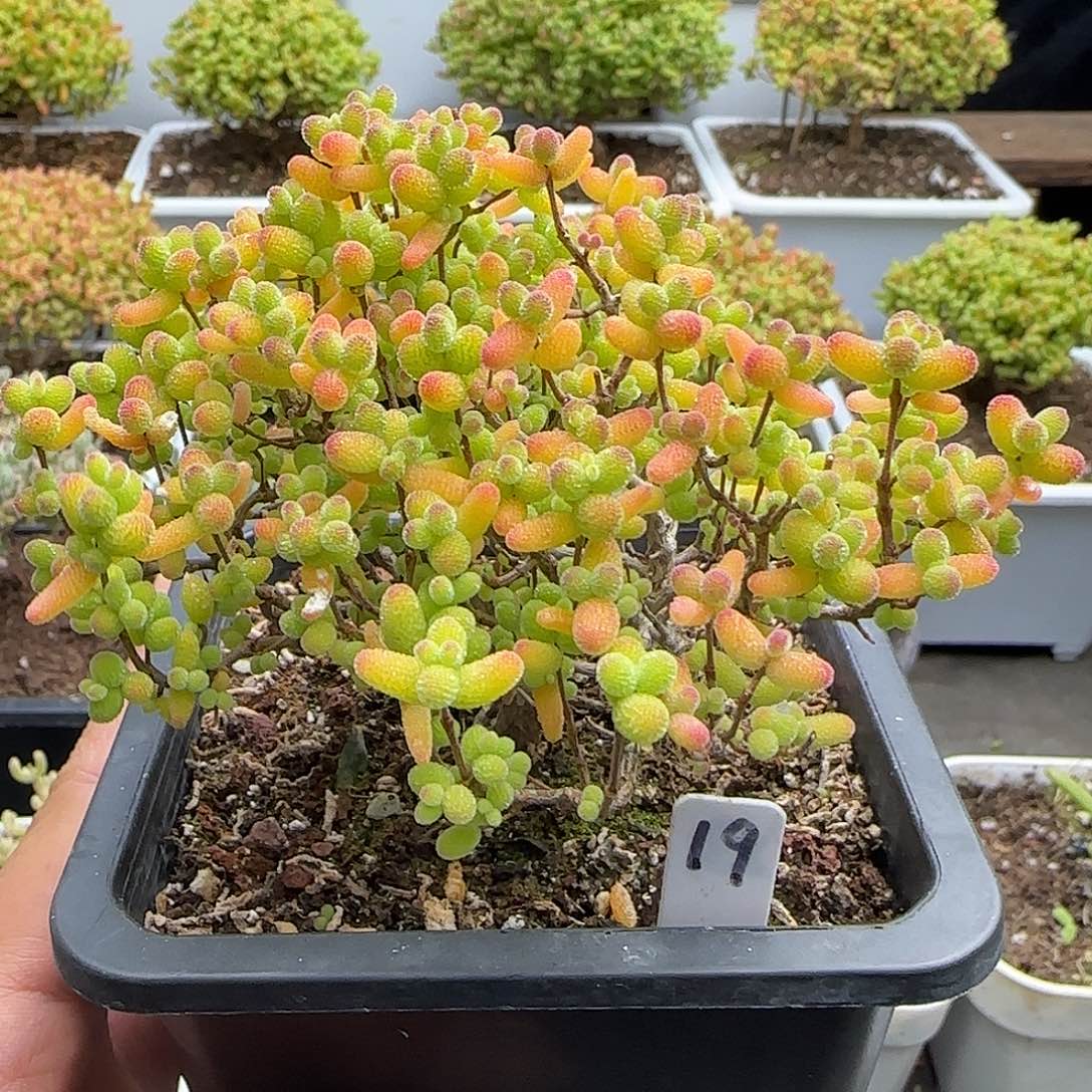 金桔糖球一物一拍