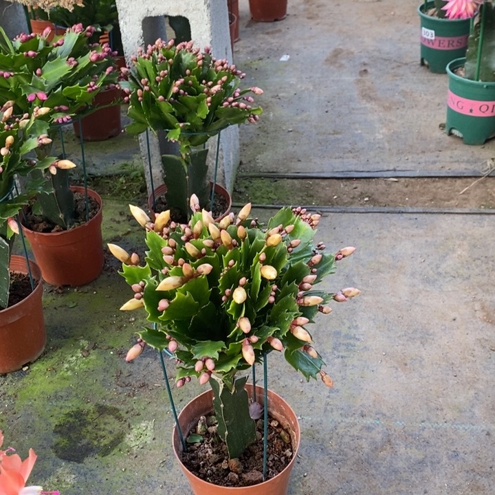 大部分花苞少量开放357嫁接黄索