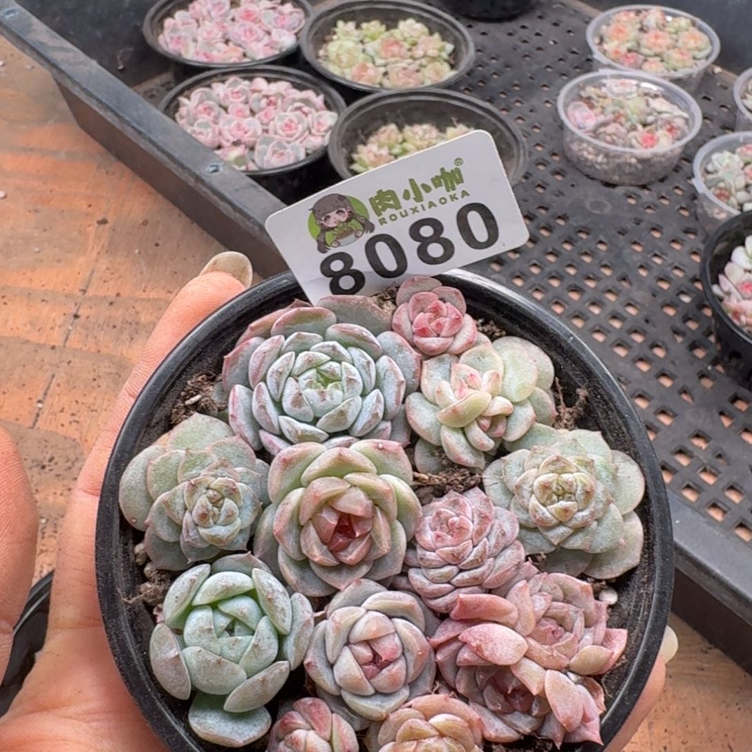 无***娜多肉植物多肉植物
