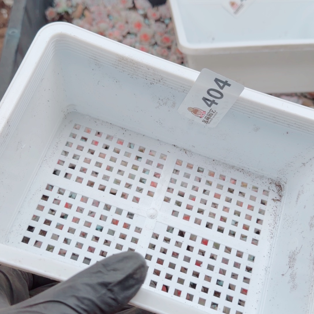 L***D多肉植物多肉植物