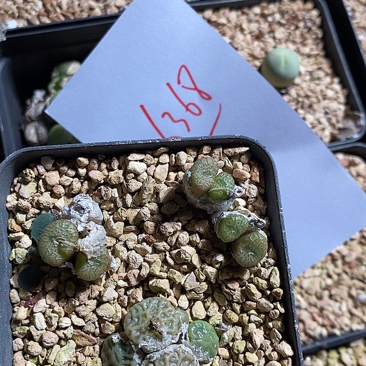 绝***师6368。    一盒。  