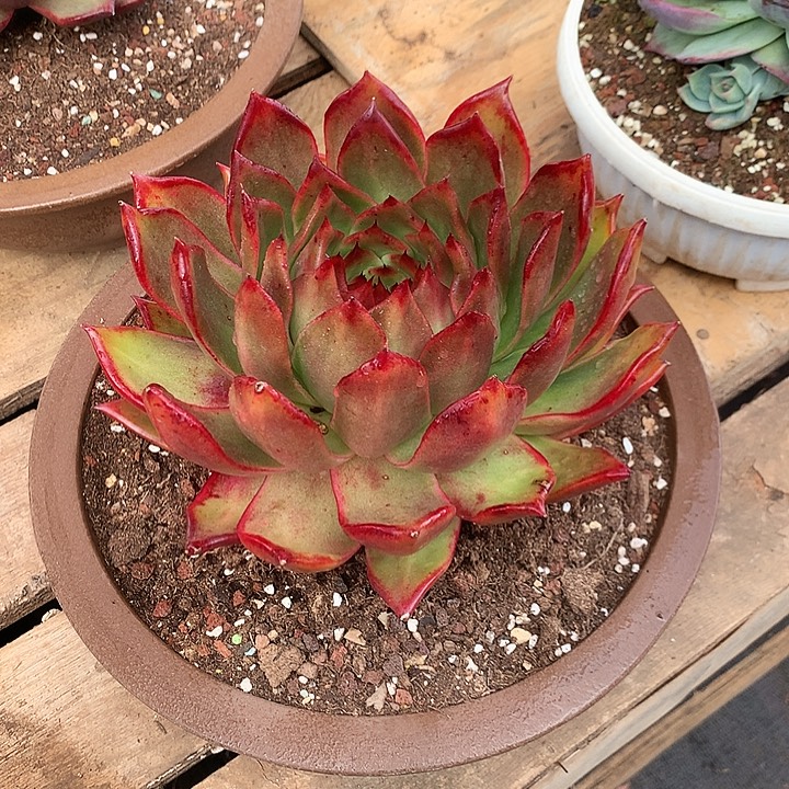 美肉特价活动开始了