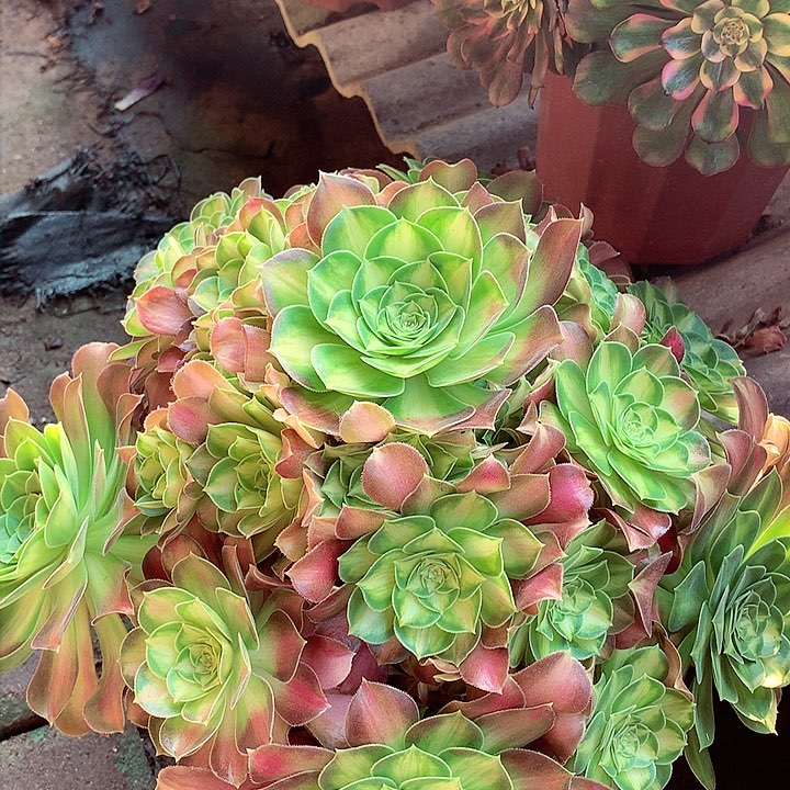 韶华捧花，多肉植物