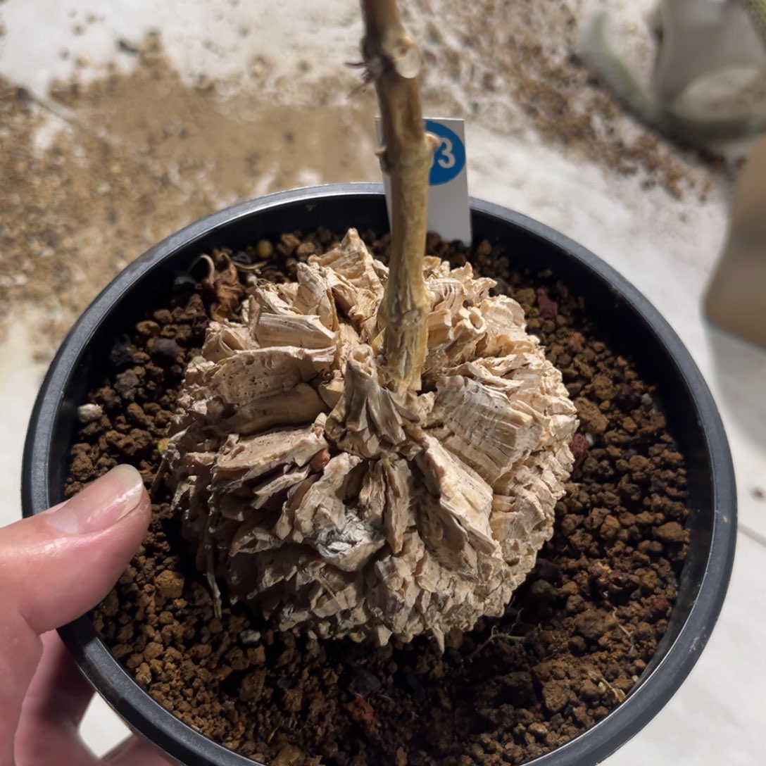 903龟甲罗摩带盆带土