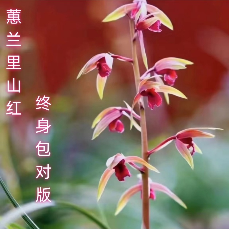 蕙兰名品高端红素[里山红]终身包对版 放心购买