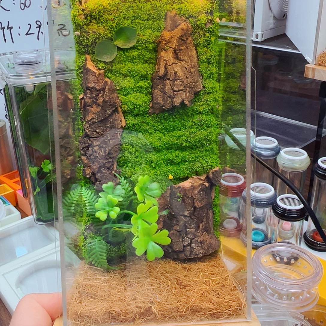 实木插电生态箱➕素贝➕冠脉