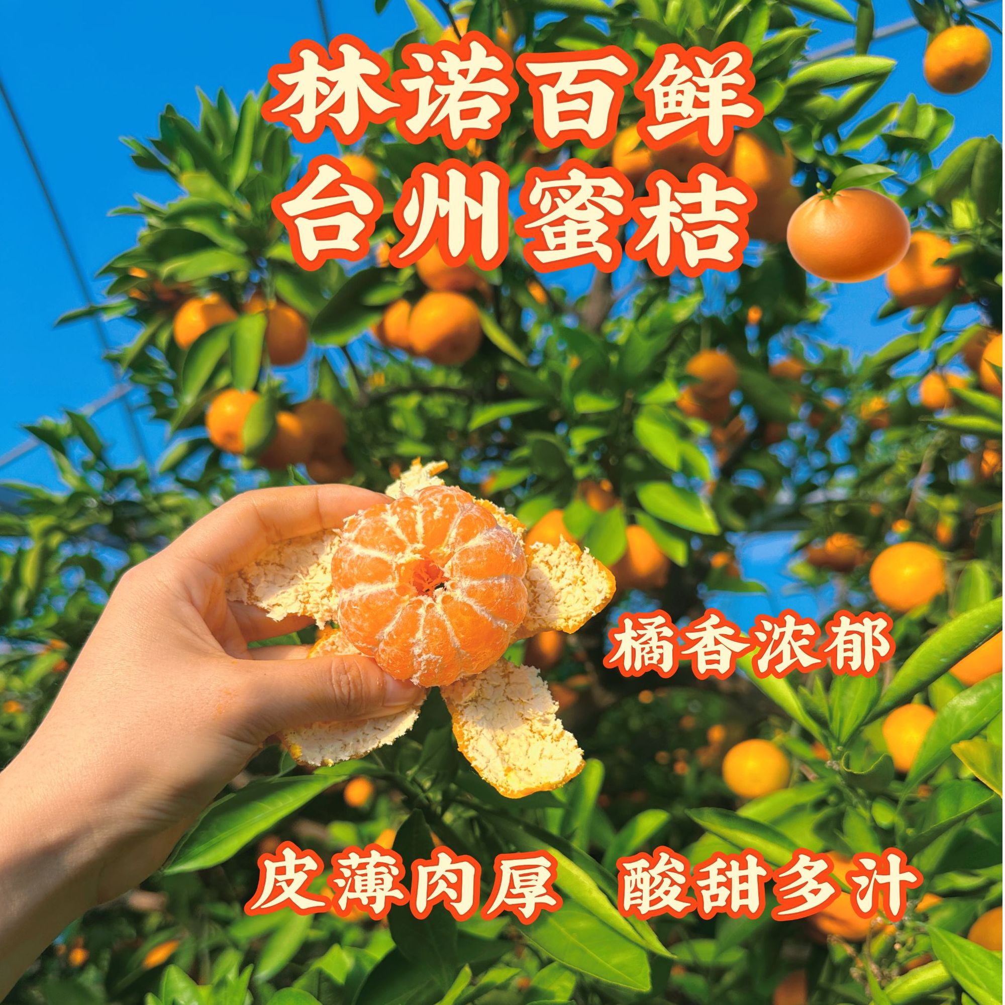 台州蜜桔薄皮无籽无渣高山早熟宫川 甜度高水分足 原产地顺丰包邮