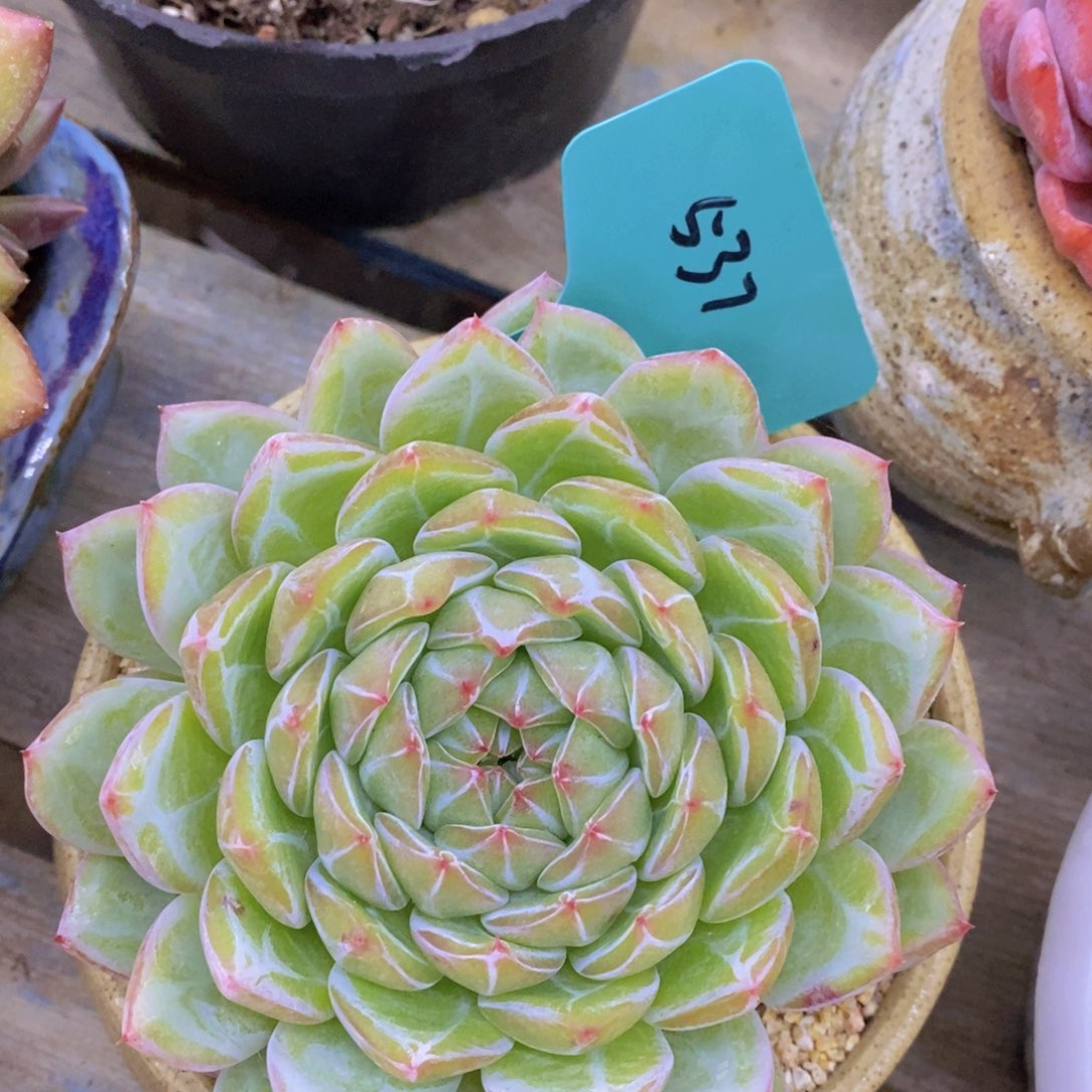 回馈粉丝，最后一场直播