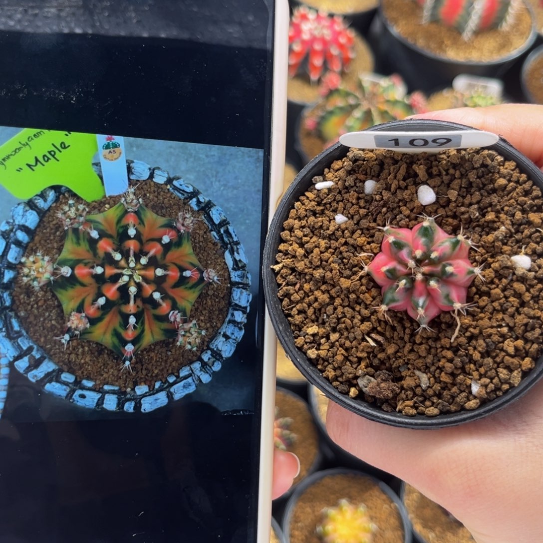 枫叶 米哈仙人球 