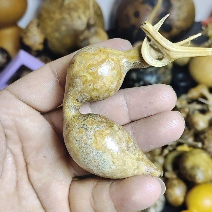 花皮葫芦天然葫芦