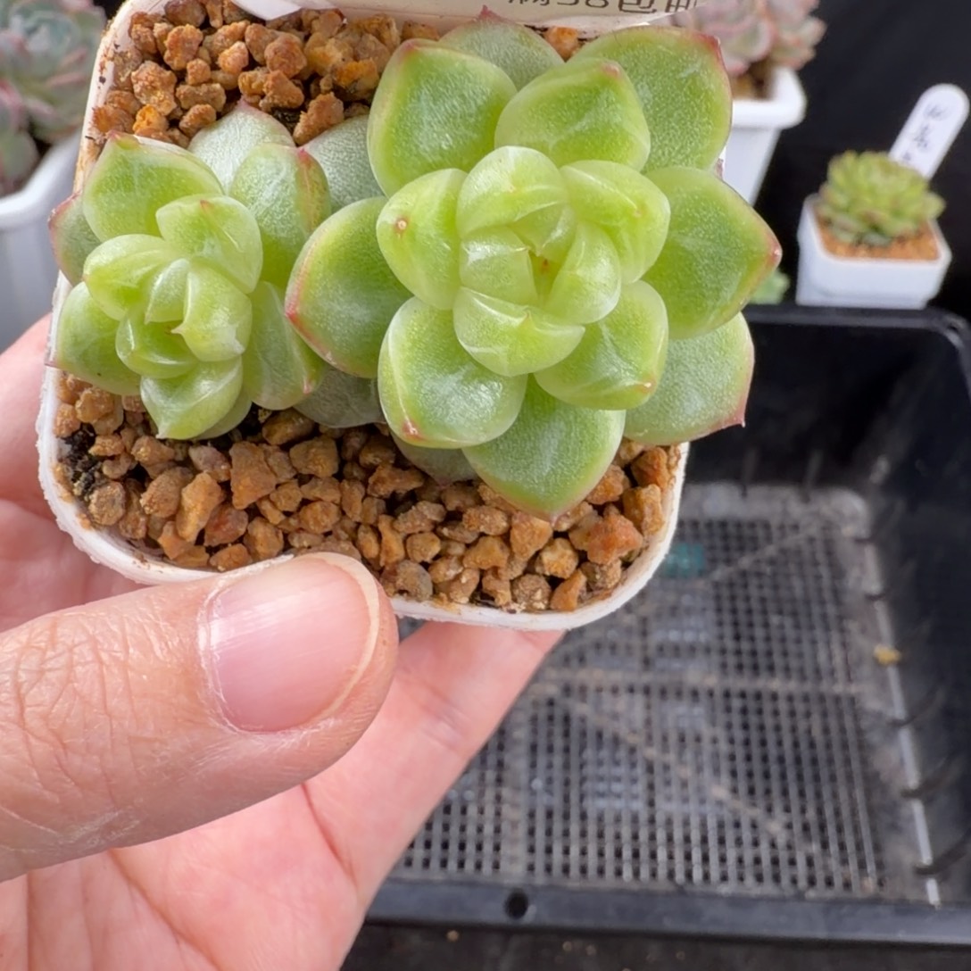 新月珍妮双头269号