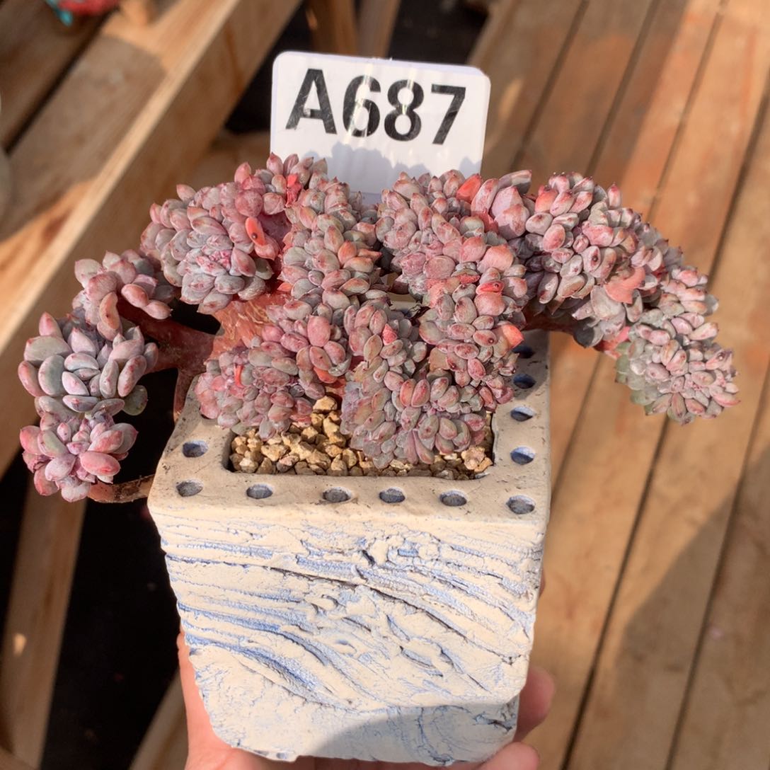 A687 星影石榴籽缀化高板（15cm） 十九号多肉铺