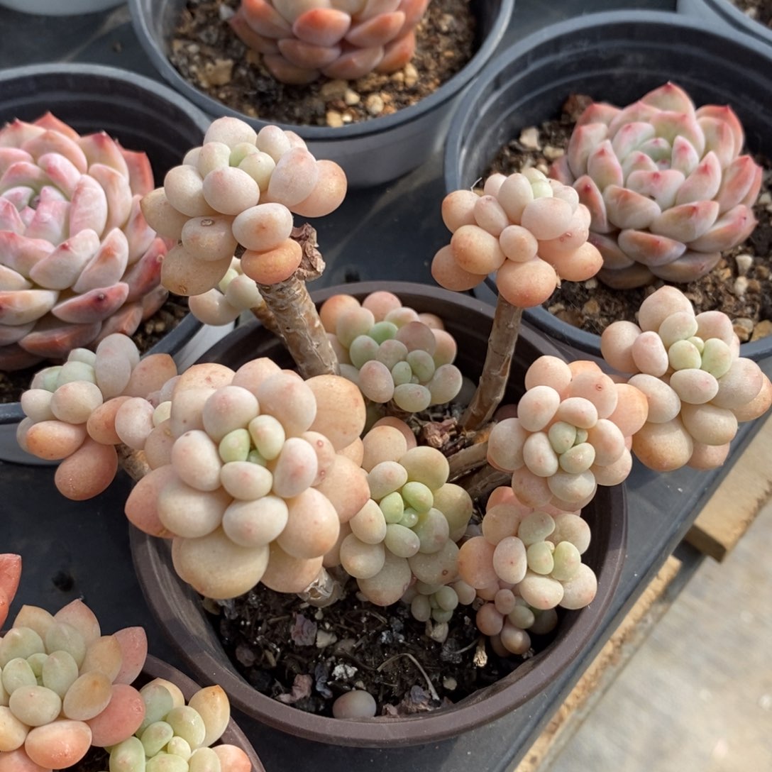 一物一拍多肉植物