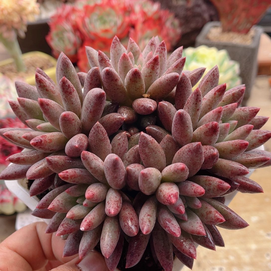 133虞美人德华多肉