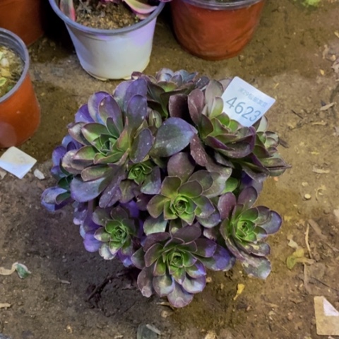 魅金玫瑰多肉植物4923