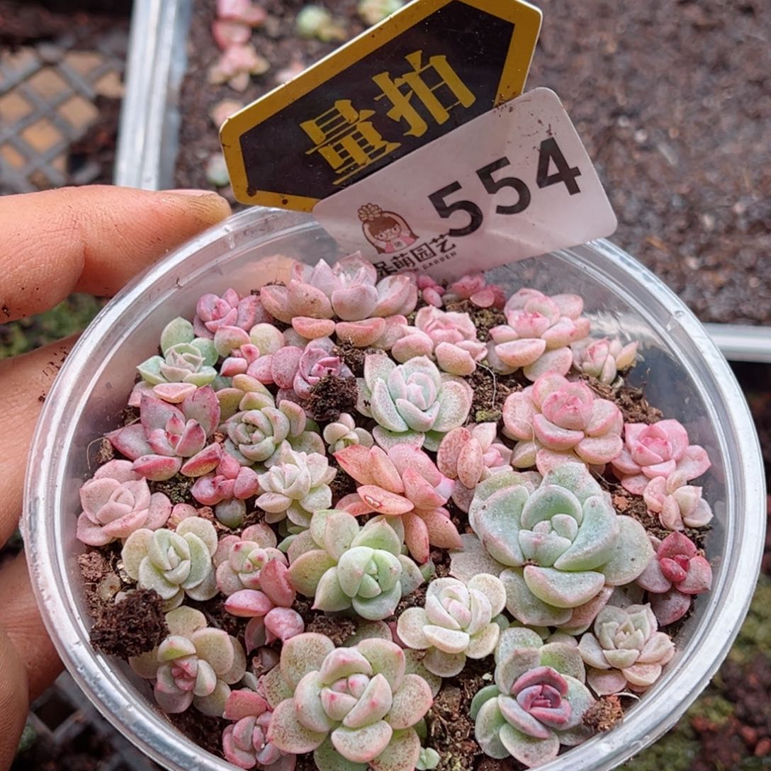 多肉植物多肉植物