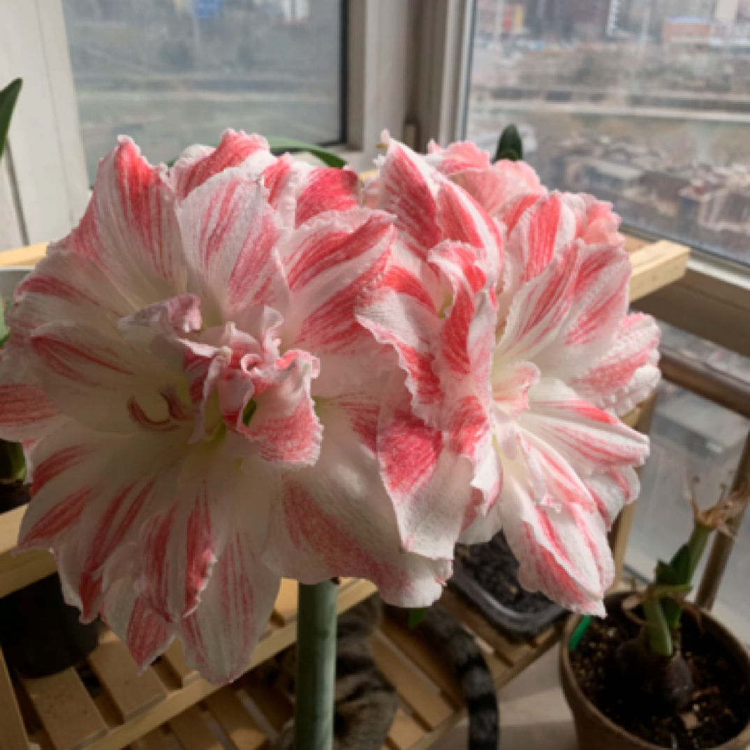 惊奇铃声朱顶红，包对版不包后期养护