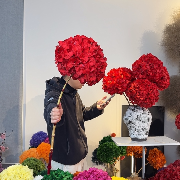 吸色永生大叶绣球1枝 红