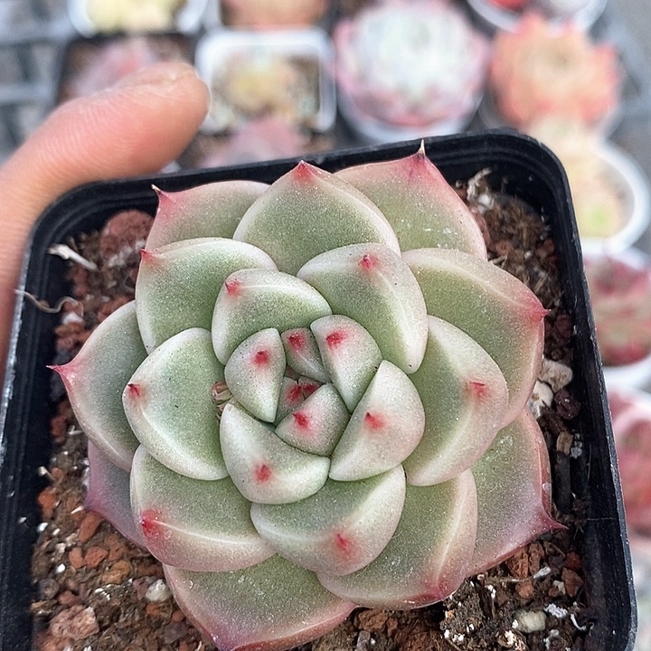 多肉植物一物一拍0135