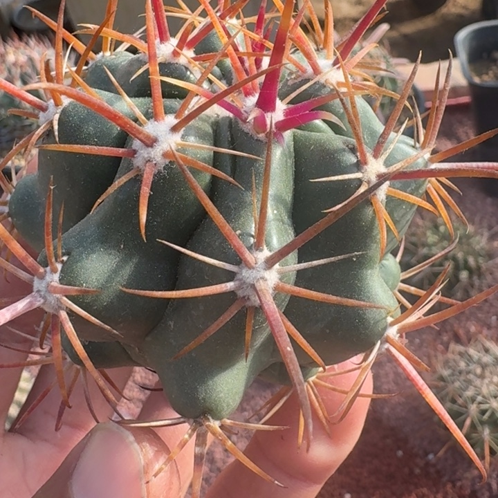 龙眼苗接落地有根