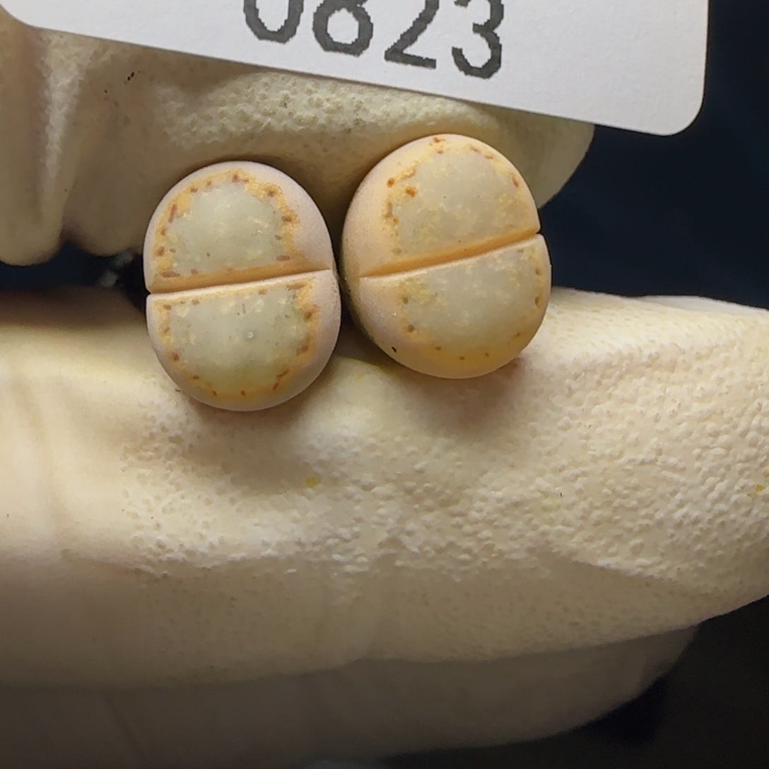 0823。ex216。黄绿饼干。