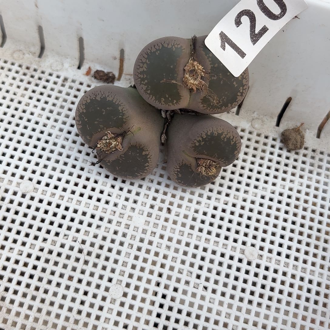 活***云生石花一物一拍120