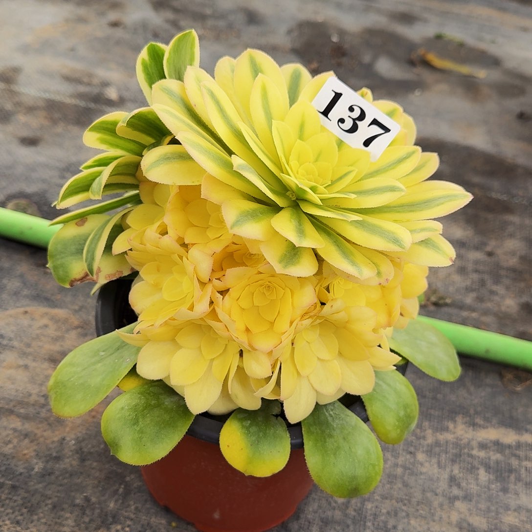 137辛尼亚嫩桩多肉植物